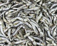 汤用小鱼干다시멸치
